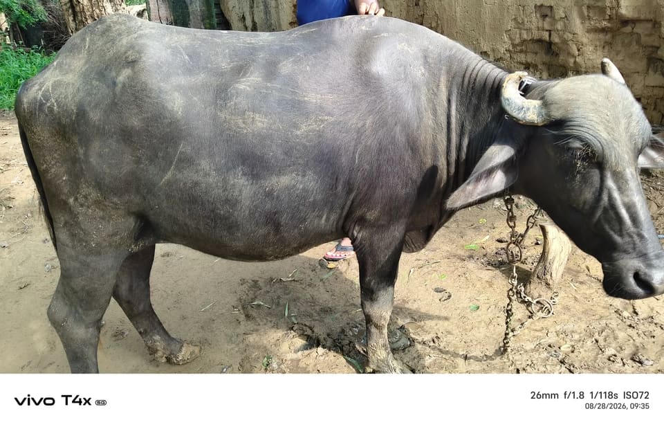 Murrah Heifer Buffalo M5042 in  UTTAR PRADESH