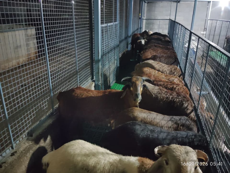 Sindhanoor Sheep in  KARNATAKA