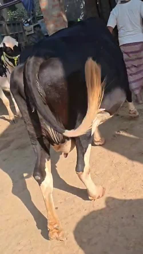 HF Heifer Cow H3397 in  UTTAR PRADESH