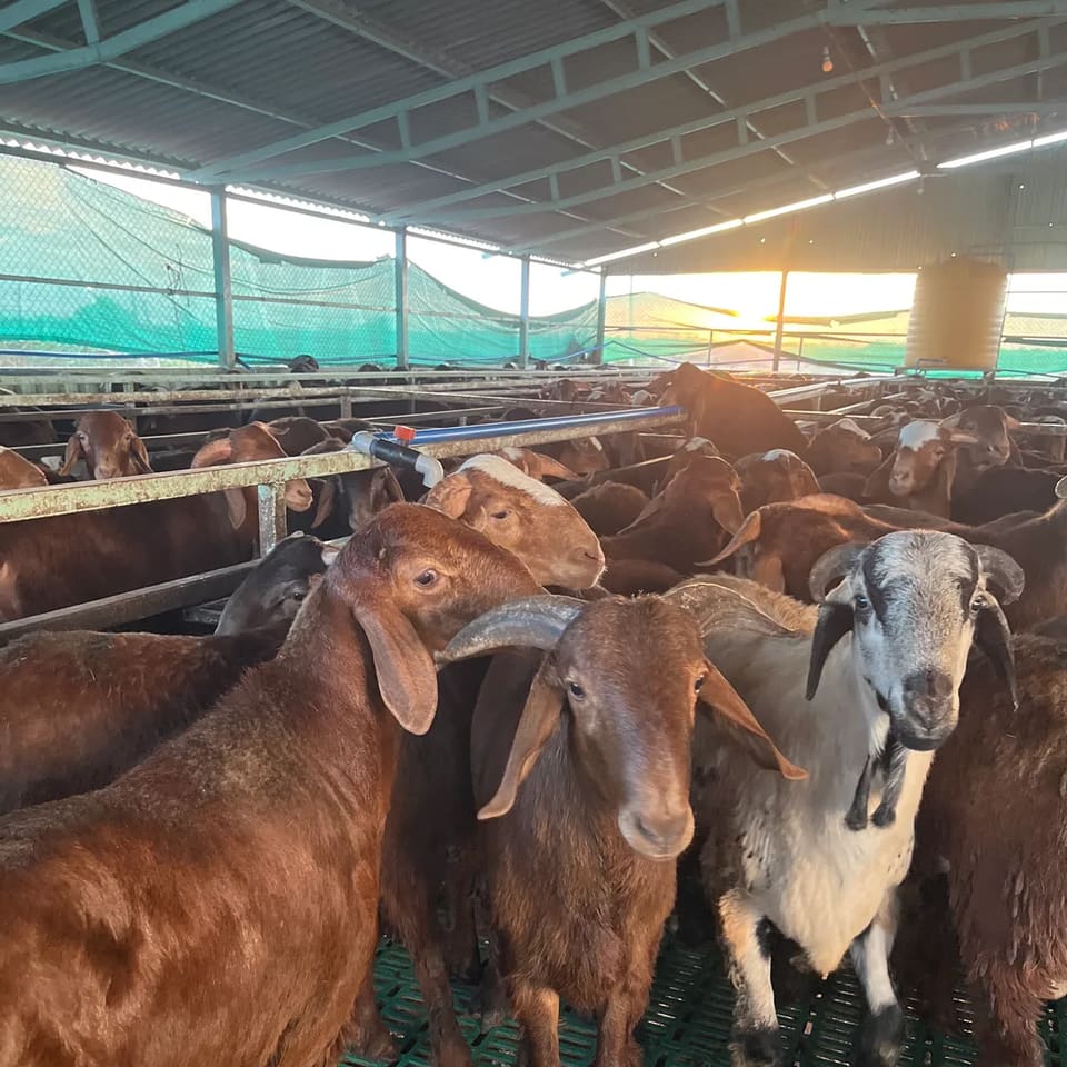 Others Sheep in  KARNATAKA
