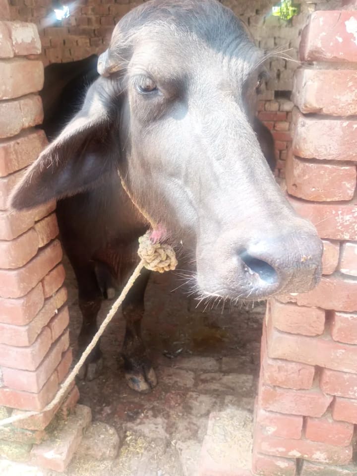 Murrah Buffalo in  UTTAR PRADESH