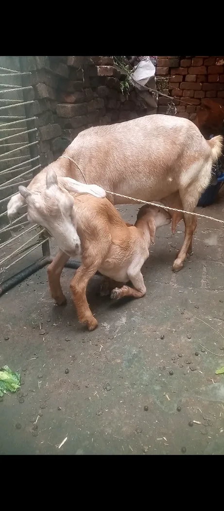 Barbari Goat B0511 in  UTTAR PRADESH