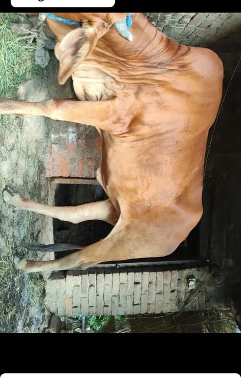 Sahiwal Cow in  UTTAR PRADESH