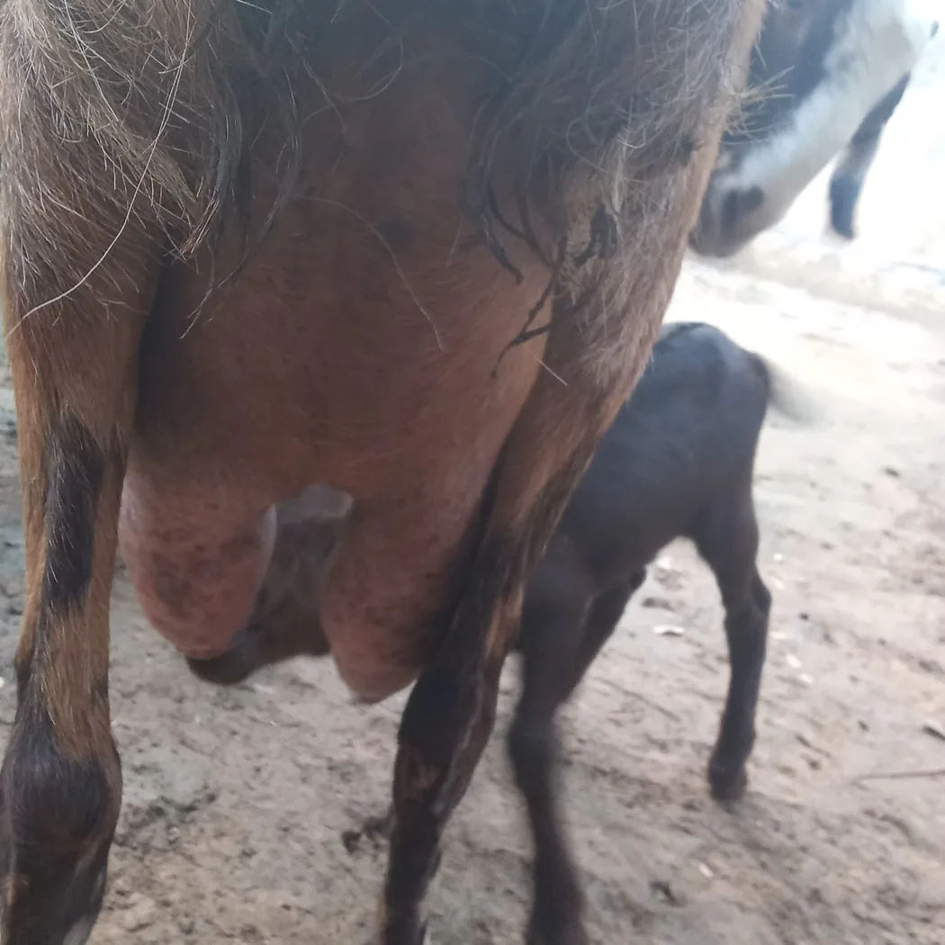 Sirohi Goat in  RAJASTHAN