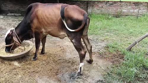 Giri Heifer Cow O0520 in  UTTAR PRADESH