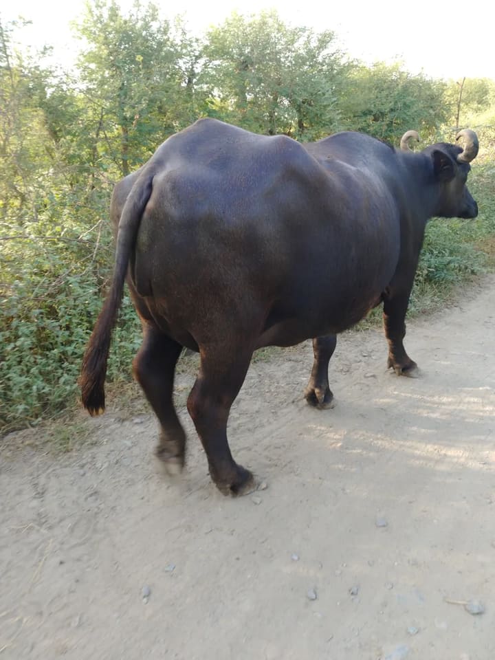 Others Buffalo in  RAJASTHAN