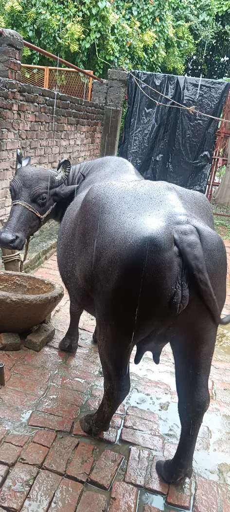 Murrah Buffalo in  UTTAR PRADESH