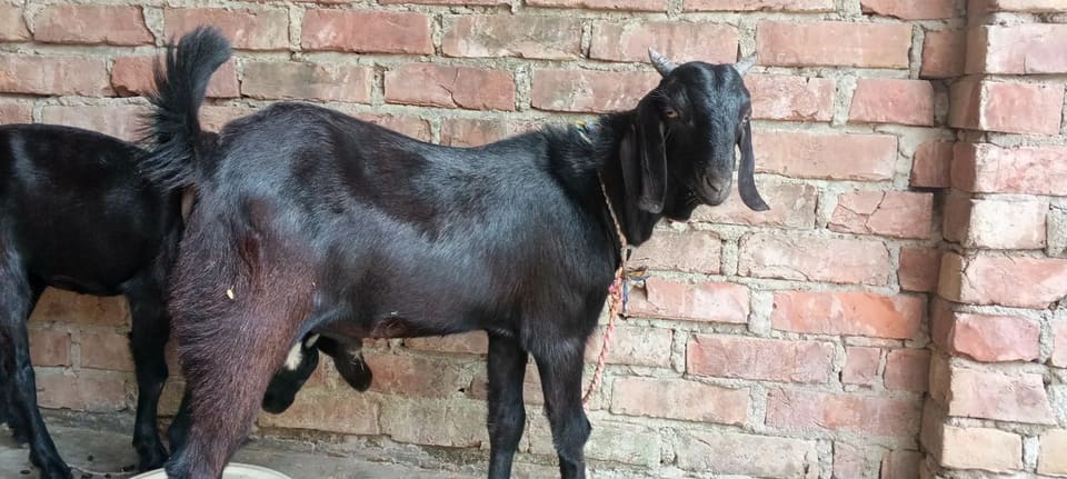 Beetal Goat in  DELHI