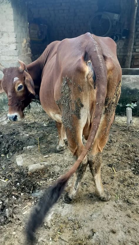 Sahiwal Cow in  UTTAR PRADESH