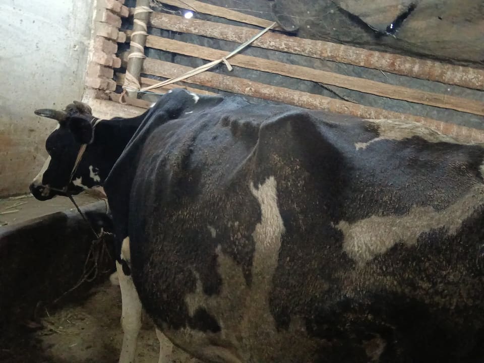 HF Cow H3152 in KARNATAKA