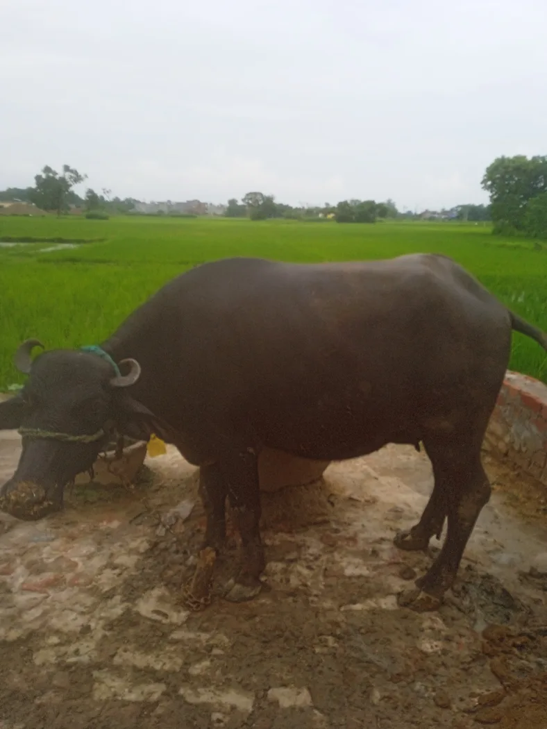 Murrah Heifer Buffalo M4715 in  UTTAR PRADESH
