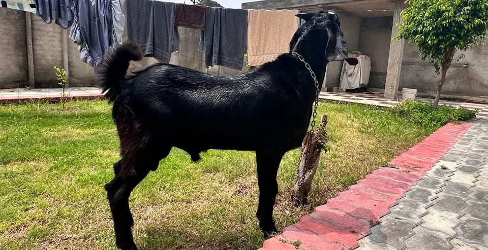 Beetal Goat B0489 in  PUNJAB
