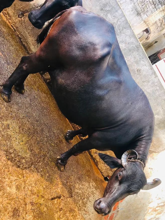 Murrah Buffalo in  HARYANA