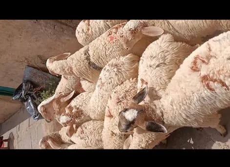 Bannur Sheep in  KARNATAKA
