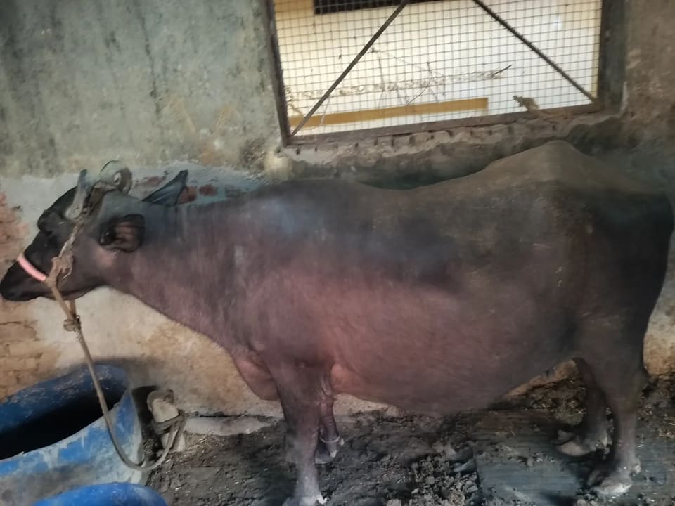 Others Buffalo in  UTTAR PRADESH
