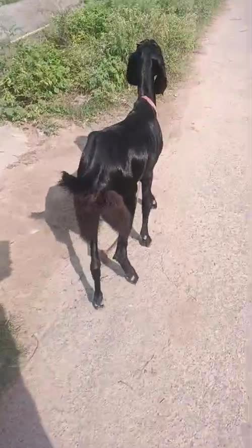 Black Bengal Goat B0090 in  PUNJAB