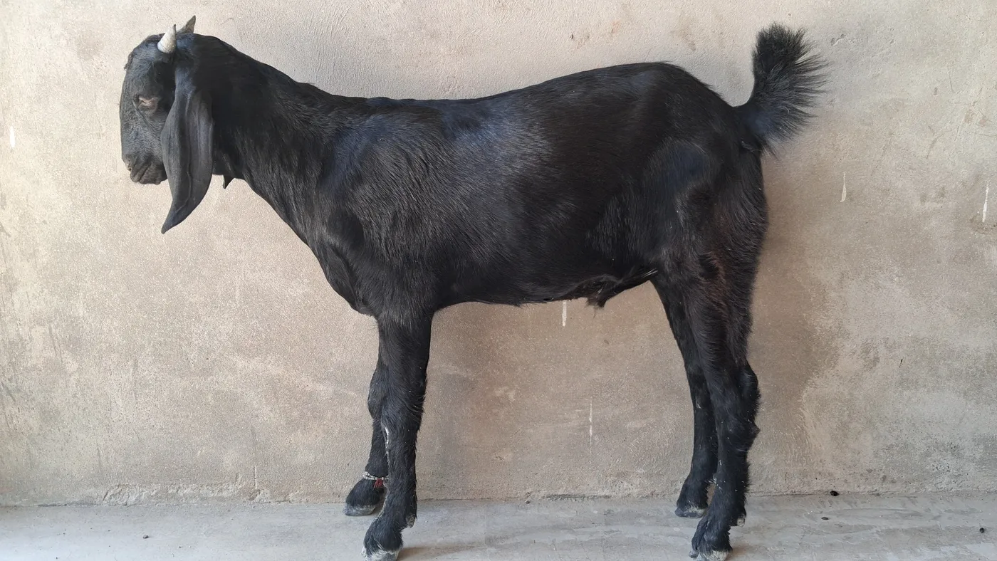Barbari Goat B0517 in  UTTAR PRADESH