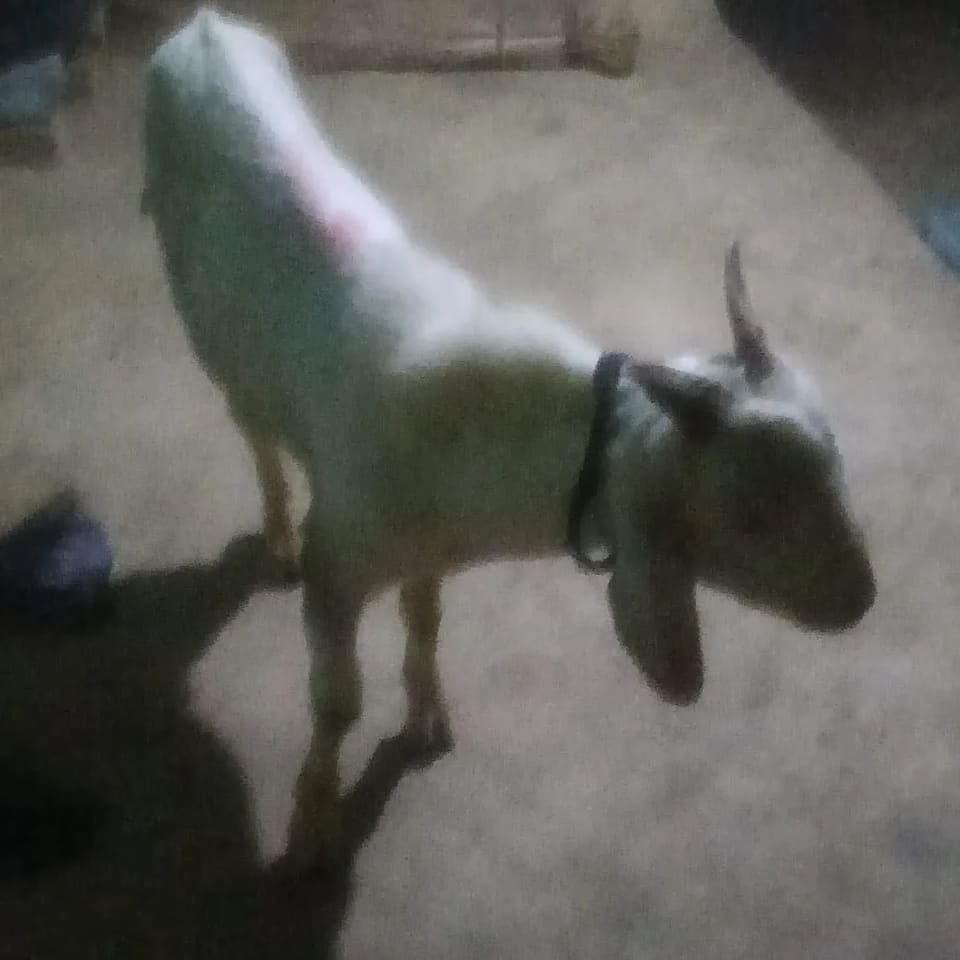 Barbari Goat B0525 in  BIHAR