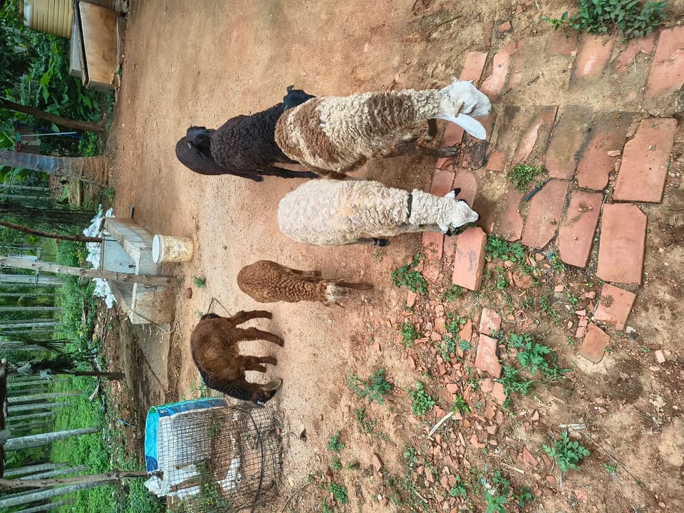 Others Sheep in  KARNATAKA