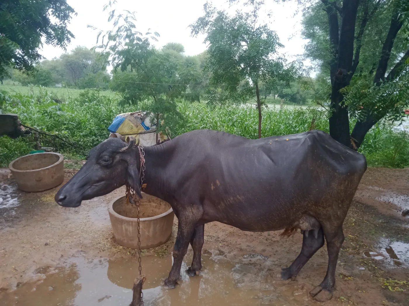 Murrah Buffalo M5024 in  RAJASTHAN