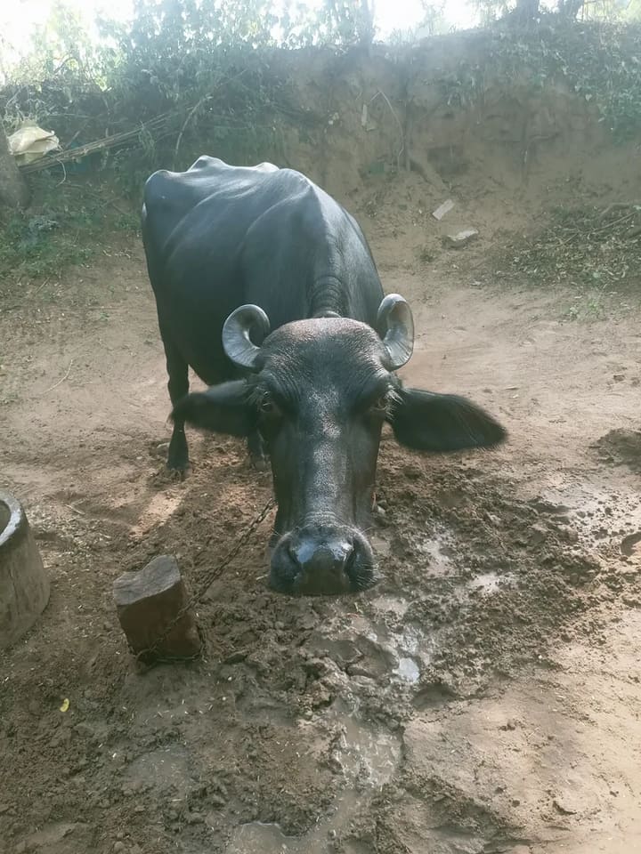 Others Buffalo in  RAJASTHAN