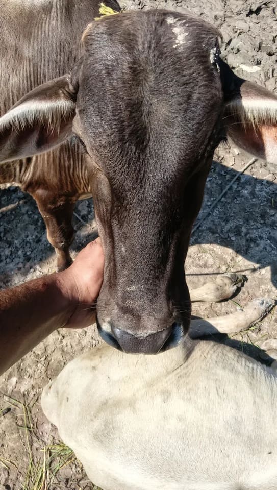 Vechur Cow in  ODISHA