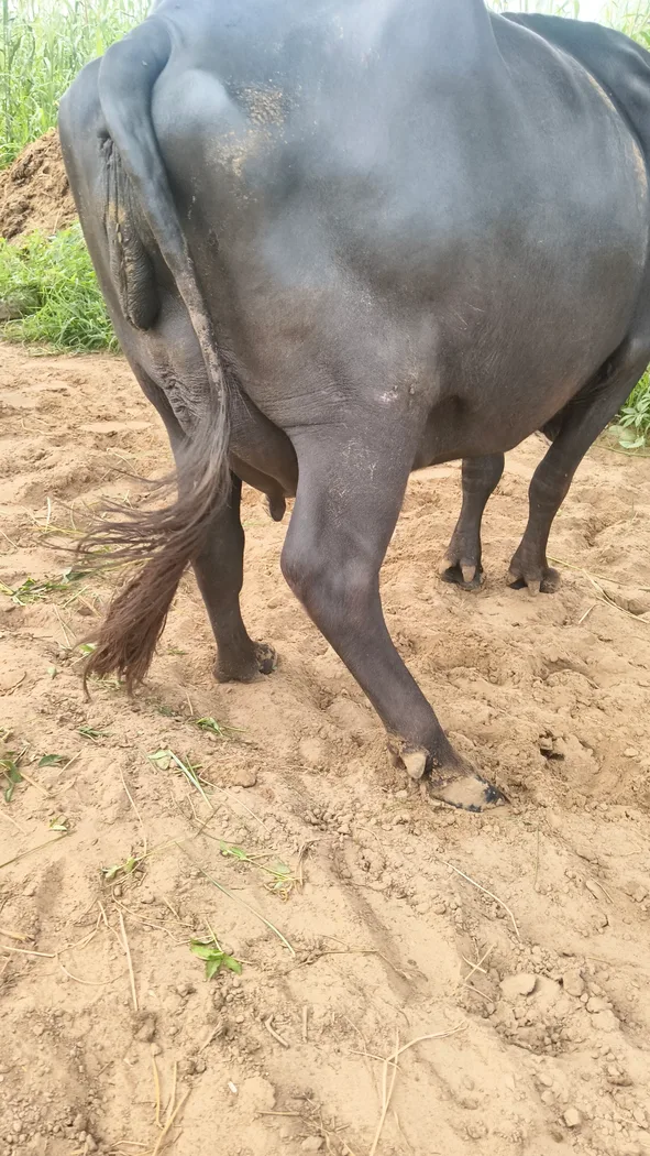 Murrah Buffalo in  RAJASTHAN