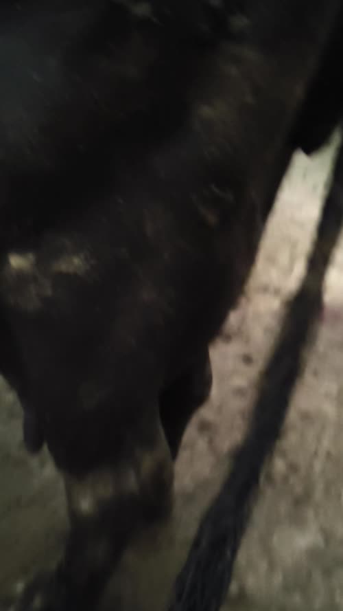 Haryana or murrah mix h Buffalo O0738 in  UTTAR PRADESH