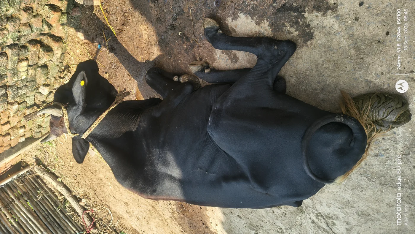 Kankrej Cow K0214 in  JHARKHAND