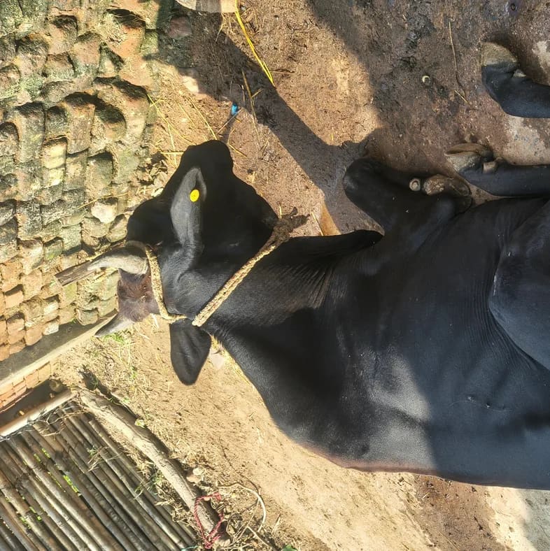 Kankrej Cow in  JHARKHAND
