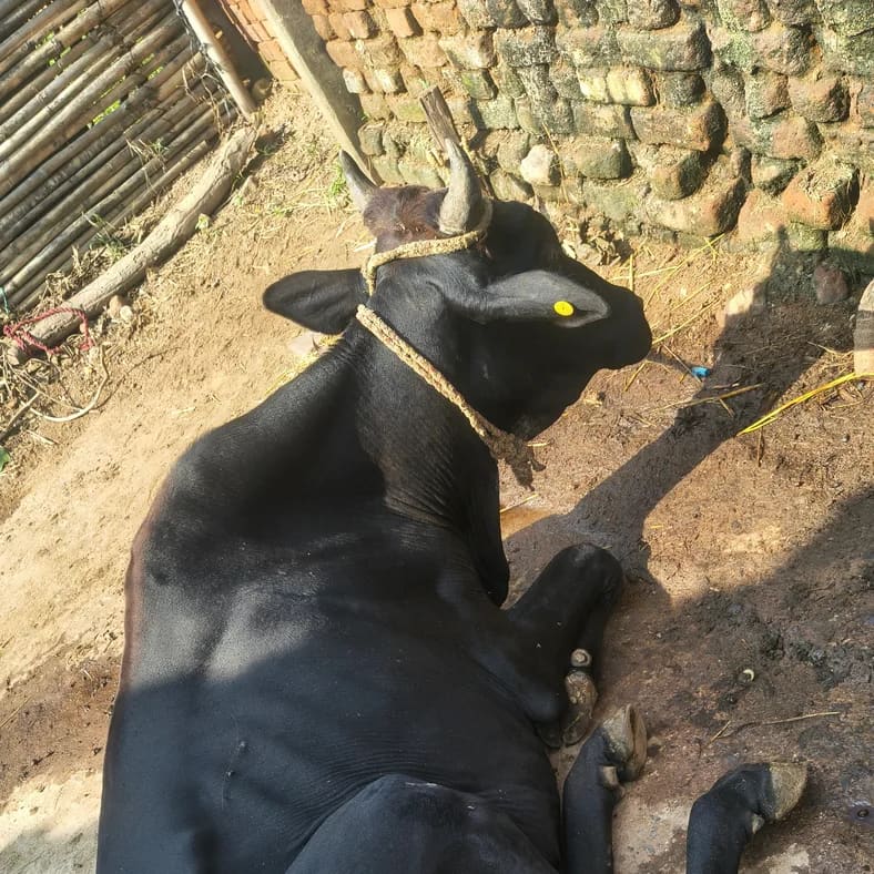 Others Cow in  JHARKHAND
