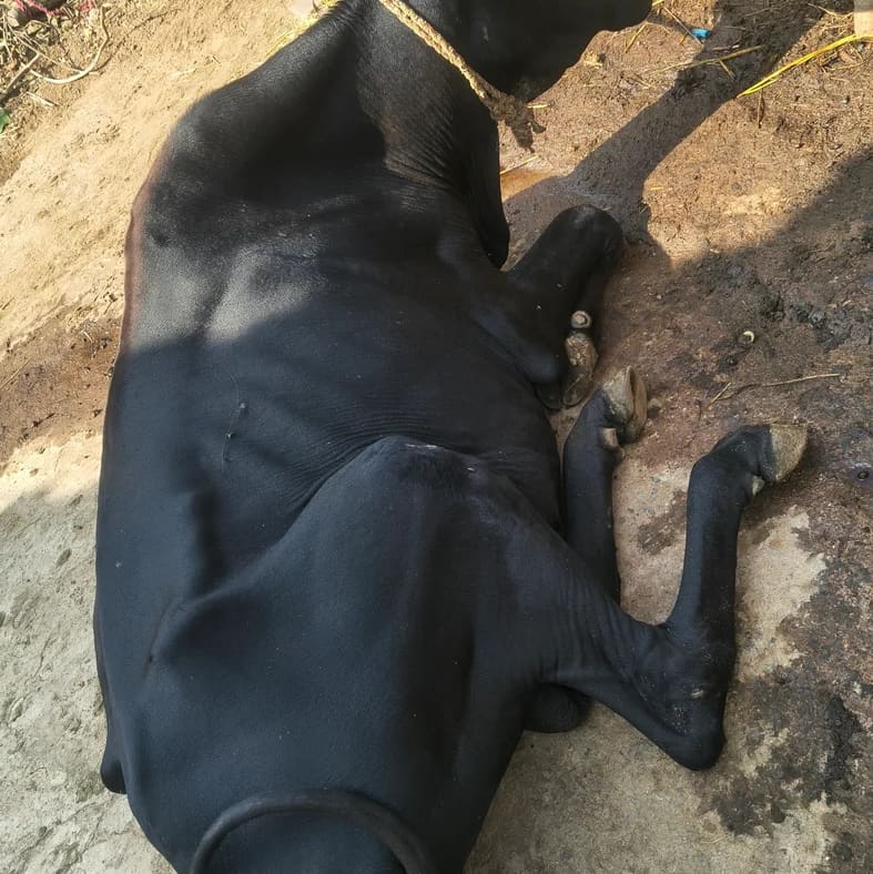 Kankrej Cow in  JHARKHAND