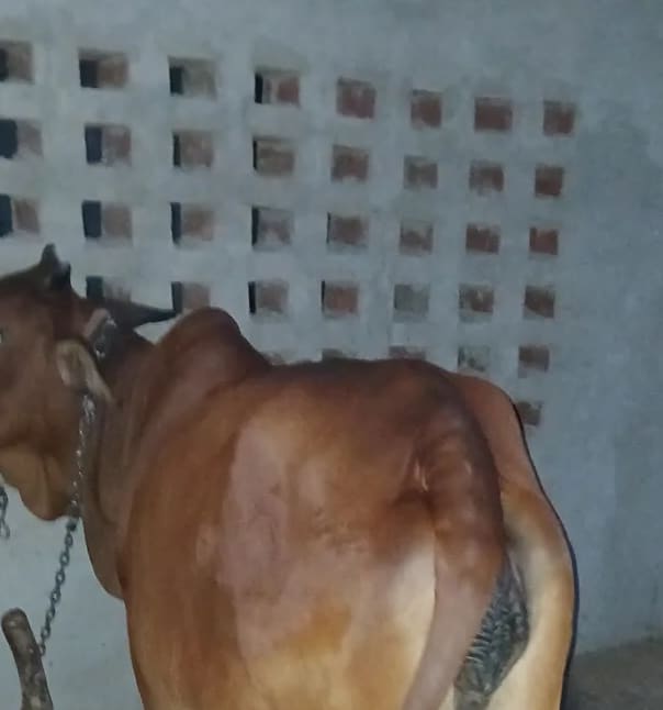 Sahiwal Cow in  HARYANA