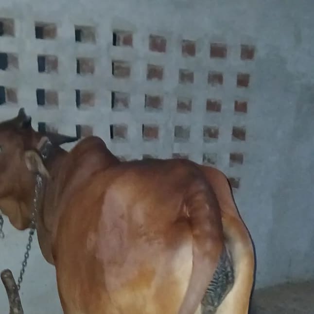 Sahiwal Cow in  HARYANA