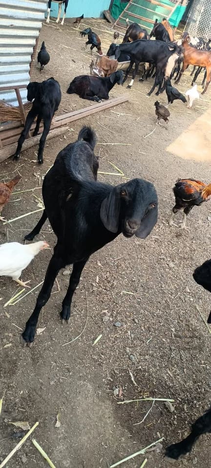 Kota Goat in  MAHARASHTRA