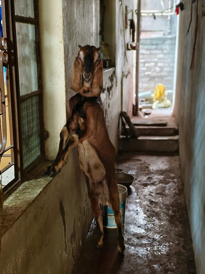 Jamunapari Goat in  MAHARASHTRA