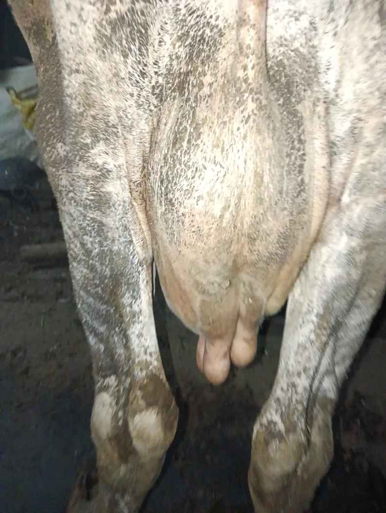 HF Cow in  BIHAR