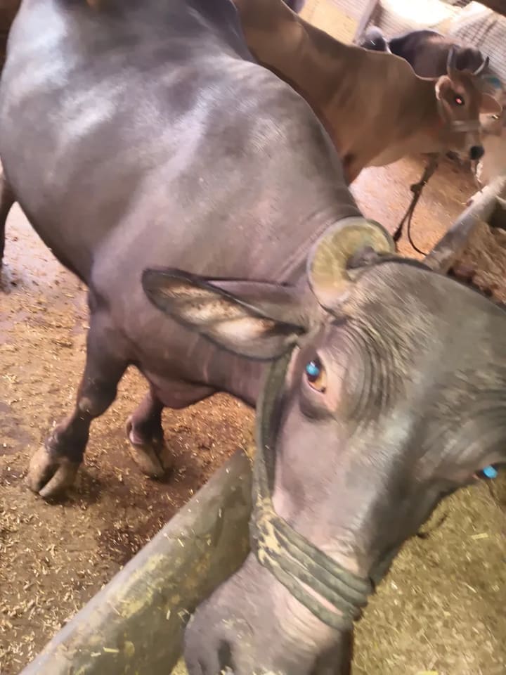 Murrah Buffalo in  MADHYA PRADESH
