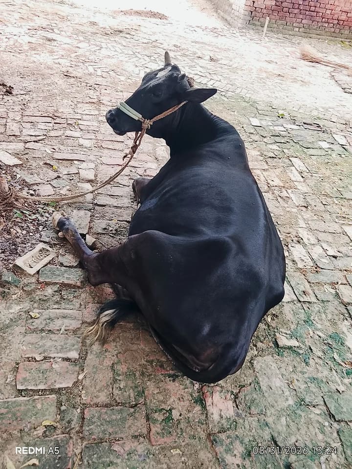 Others Cow in  UTTAR PRADESH