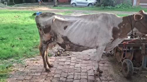 HF Cow H3094 in  UTTAR PRADESH