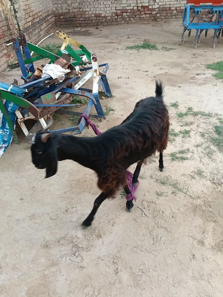 Beetal Goat B0523 in  RAJASTHAN