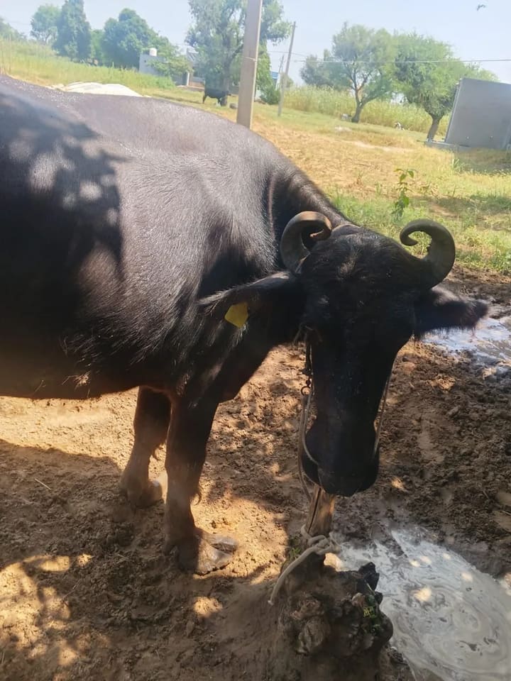 Murrah Buffalo in  RAJASTHAN