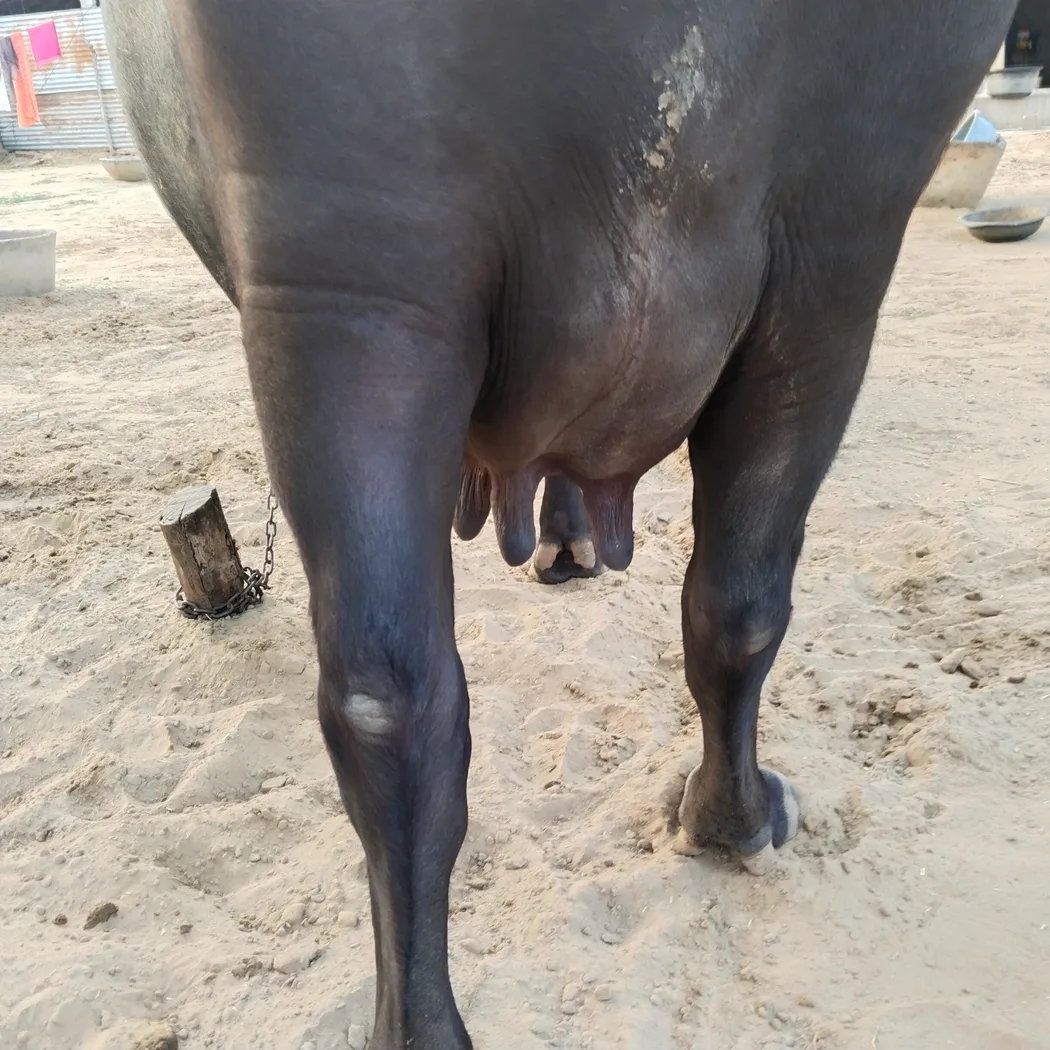 Murrah Buffalo in  RAJASTHAN