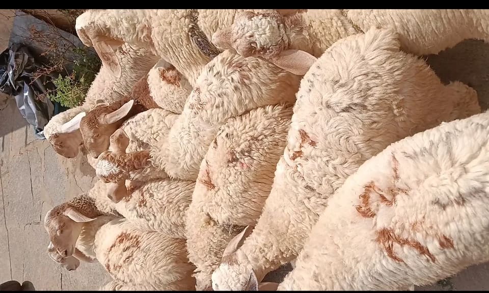 Bannur Sheep B0266 in  KARNATAKA