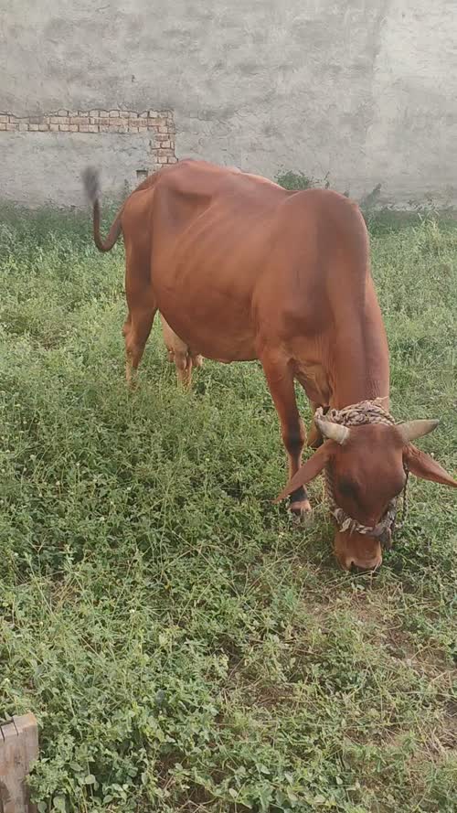 Sahiwal Cow S1985 in  HARYANA