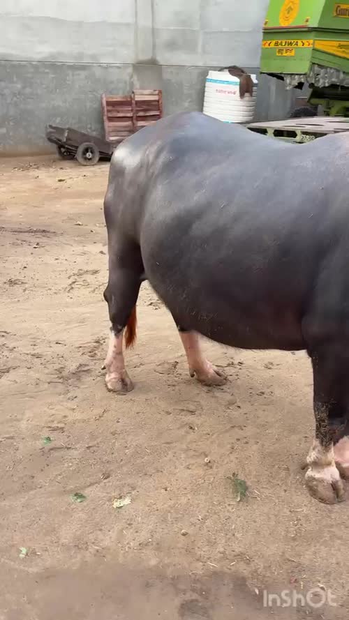 Nili Buffalo N0234 in  PUNJAB