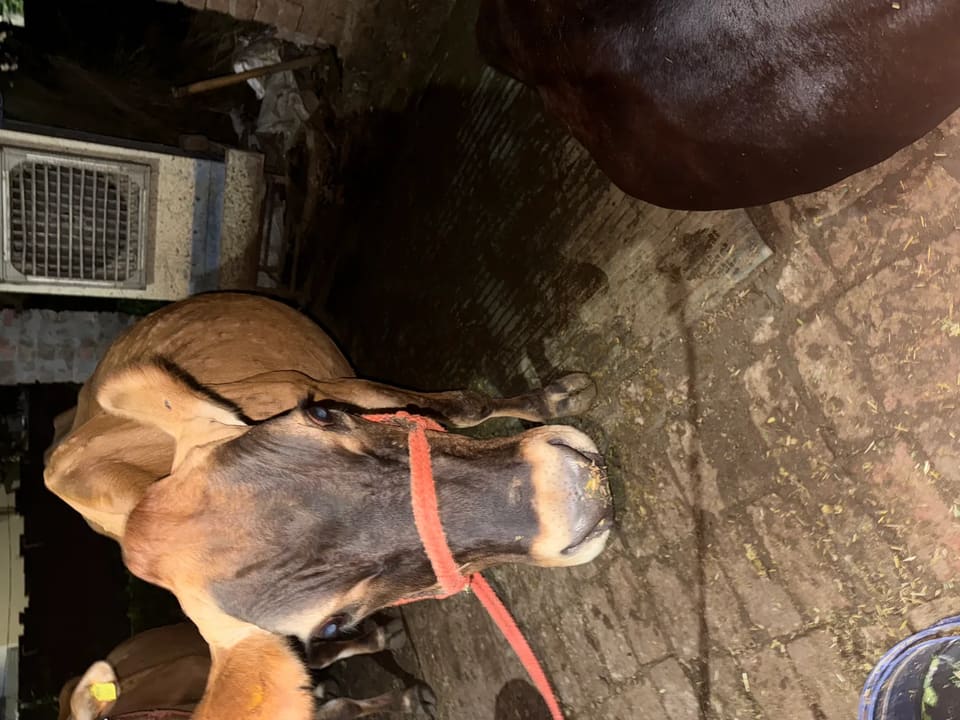 Jersey Cow in  PUNJAB