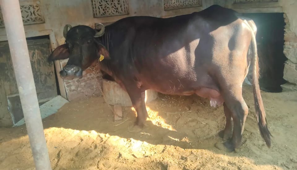 in RAJASTHAN