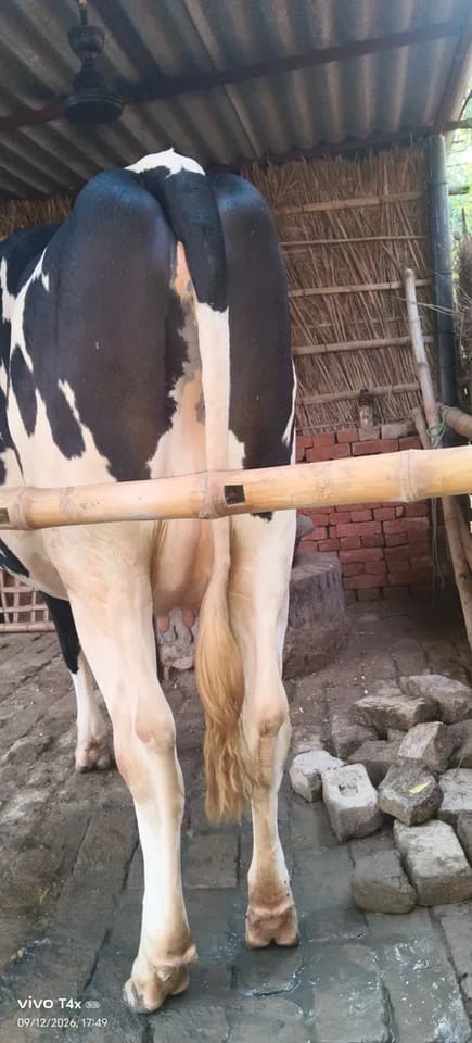HF Cow in  BIHAR