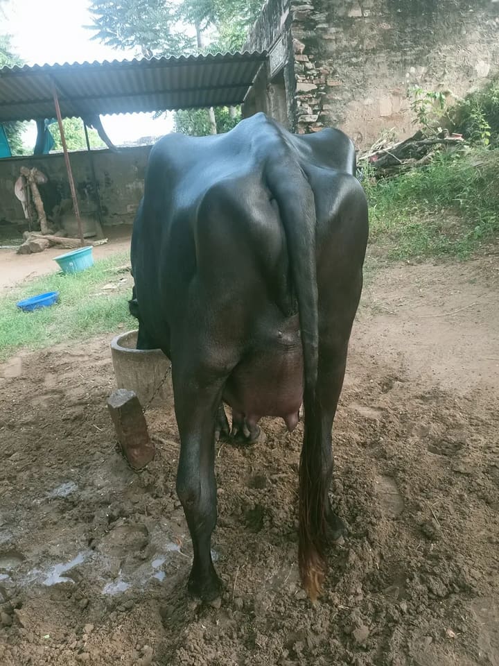 Others Buffalo in  RAJASTHAN